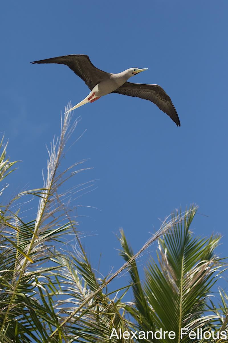Red-footed Booby - ML430693231