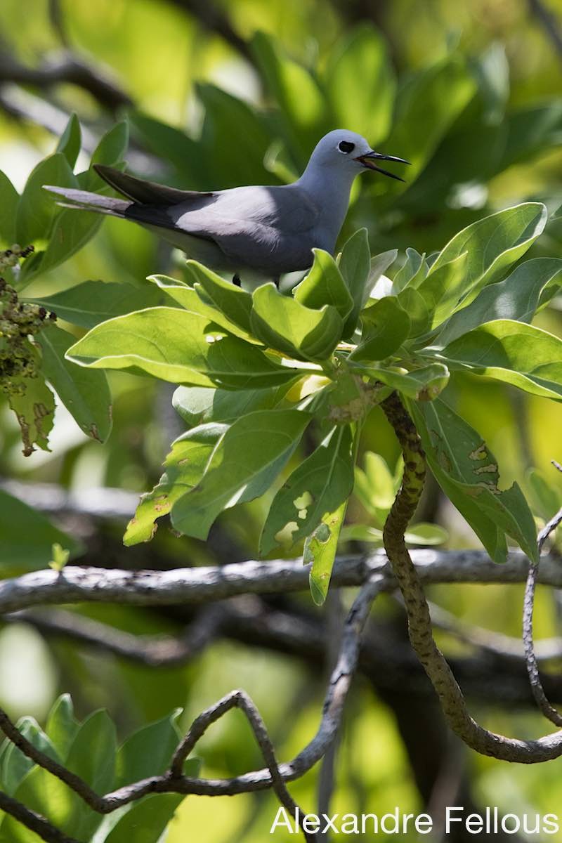 Blue-gray Noddy - ML430693301