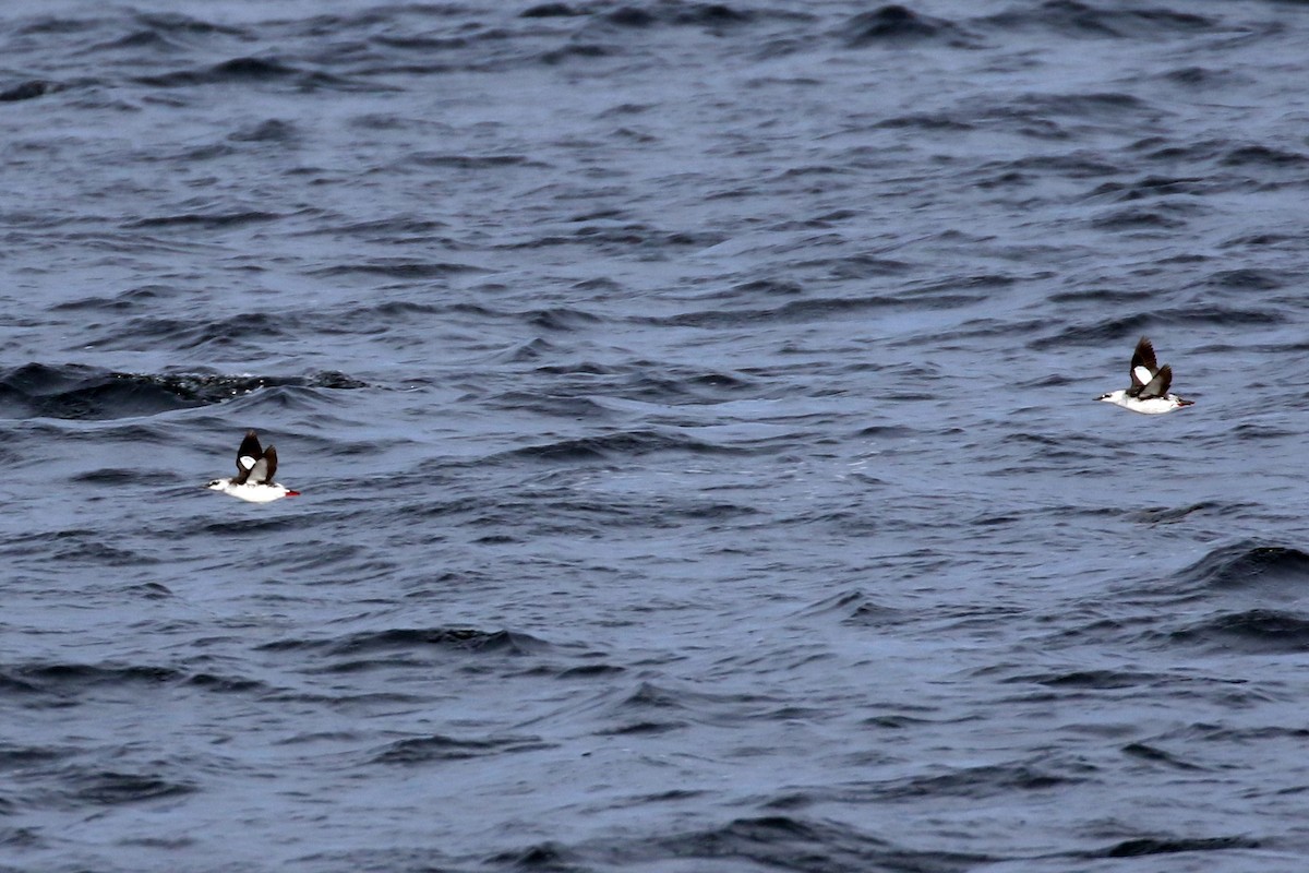 Guillemot à miroir - ML430693431