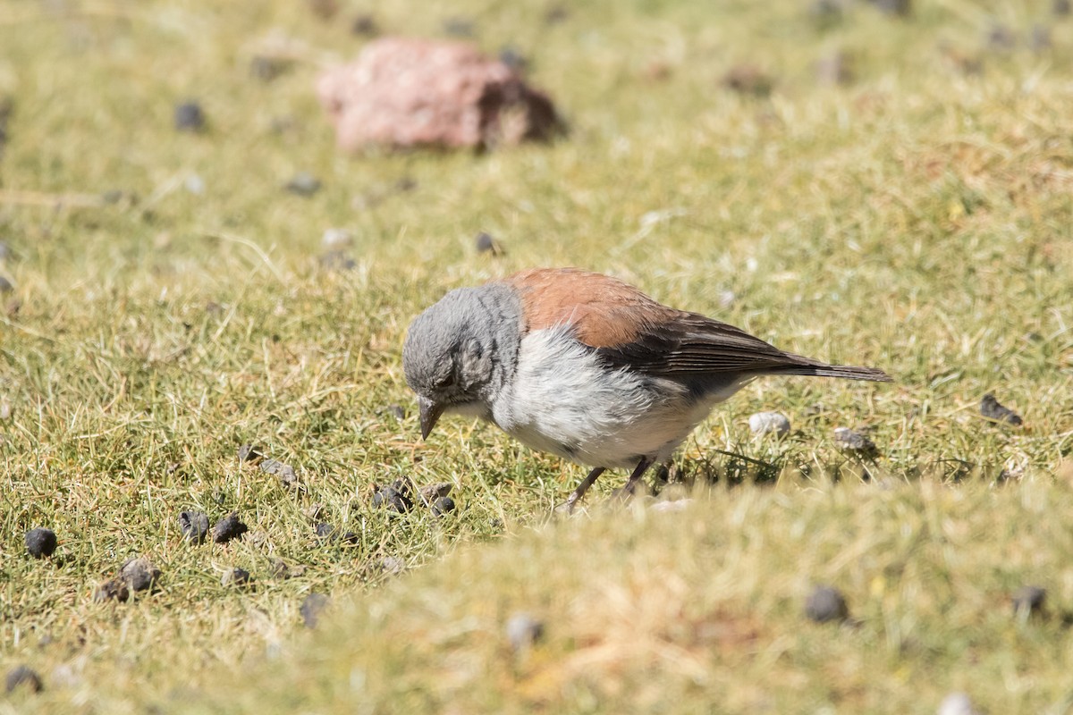 Red-backed Sierra Finch - ML430693521