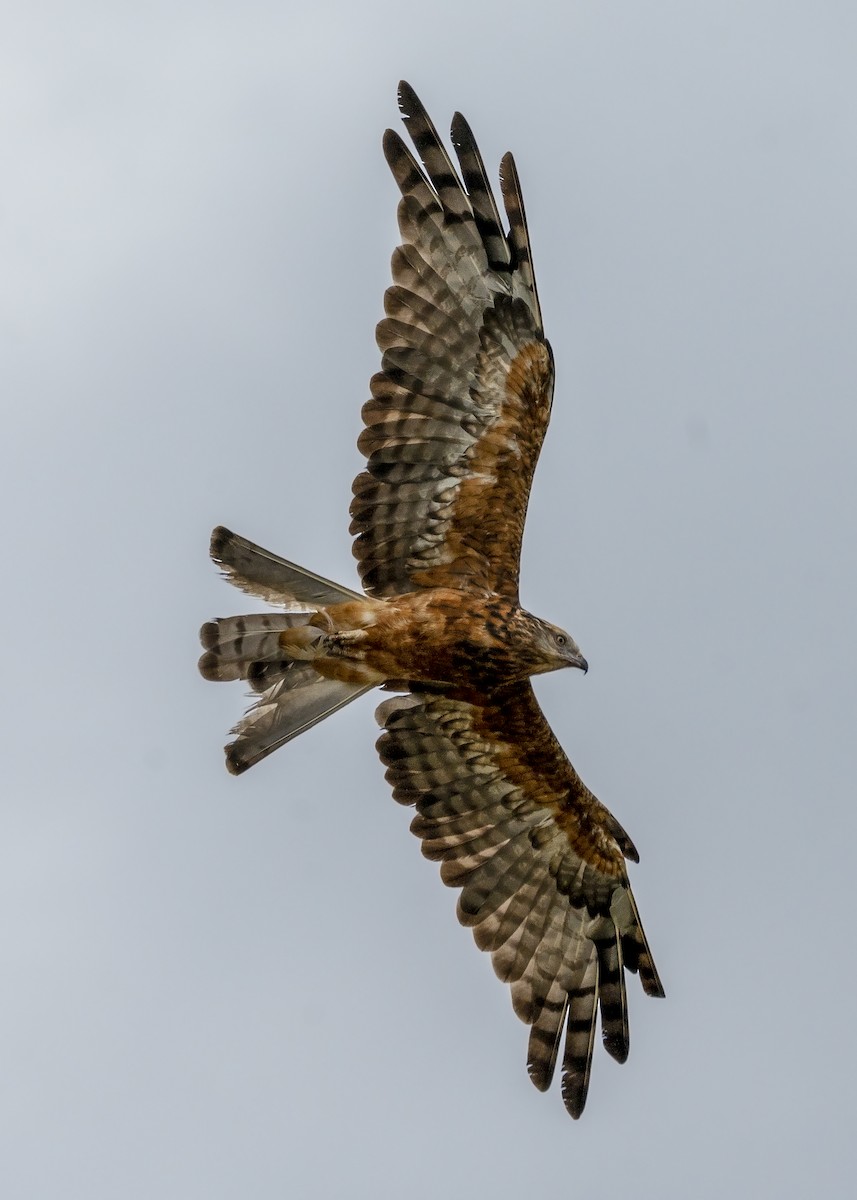 Square-tailed Kite - Geoffrey Groom