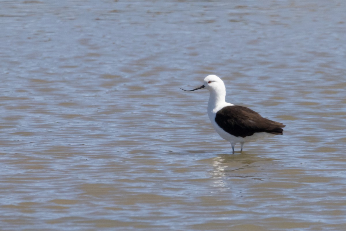 Andean Avocet - Hernán Rojo