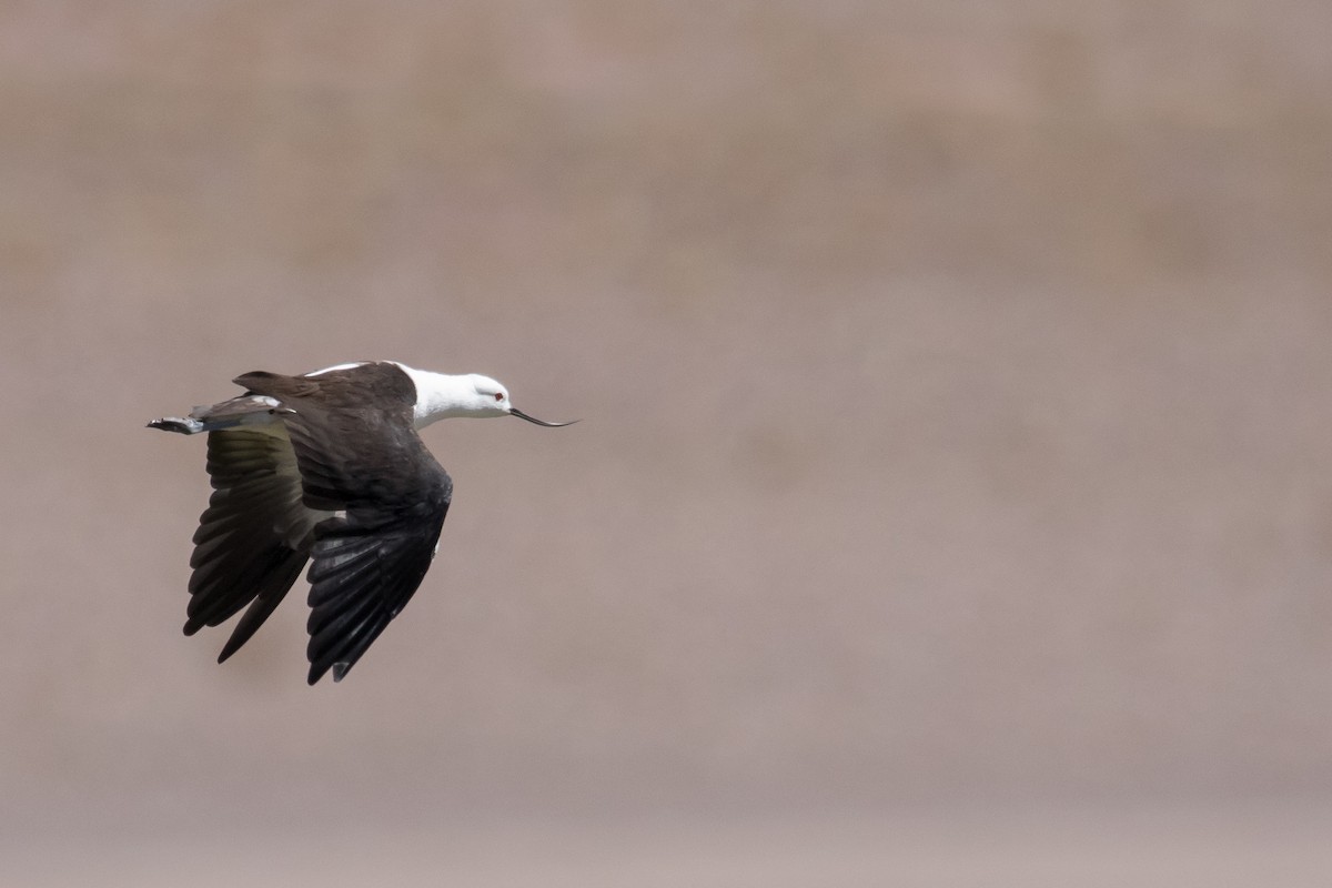 Andean Avocet - ML430693891