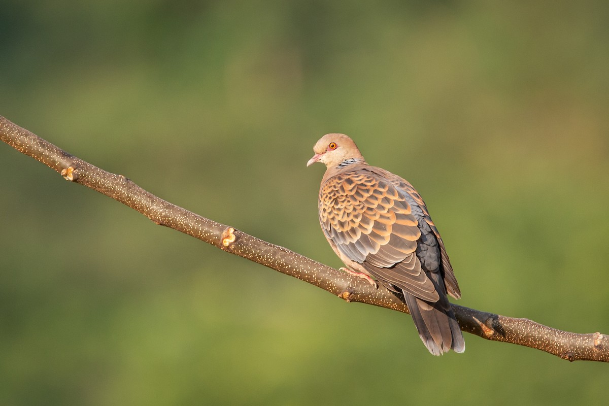 Oriental Turtle-Dove - ML430694271