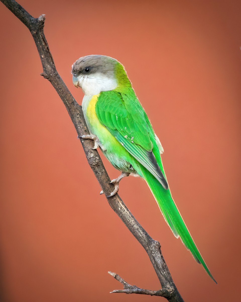 Gray-hooded Parakeet - ML430694441