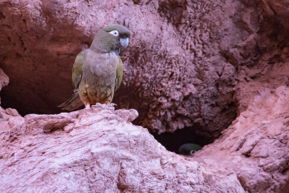 Burrowing Parakeet - ML430694641