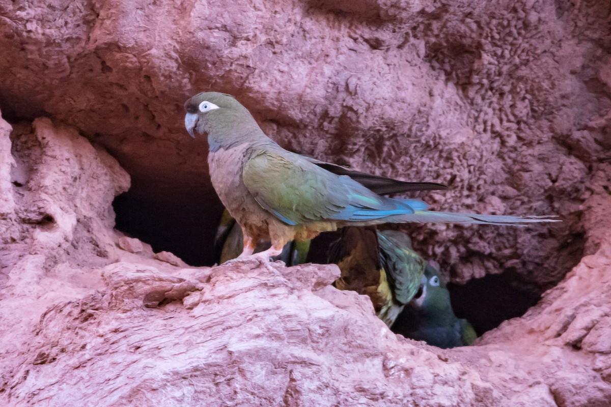 Burrowing Parakeet - ML430694651