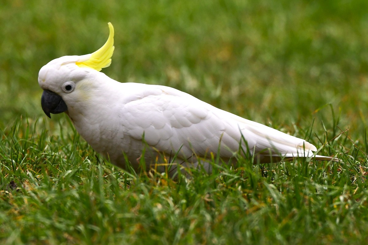 Sulphur-crested Cockatoo - Alfons  Lawen