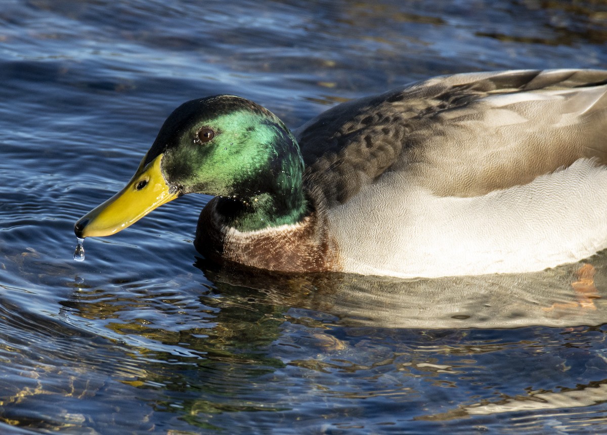 Canard colvert - ML430695741