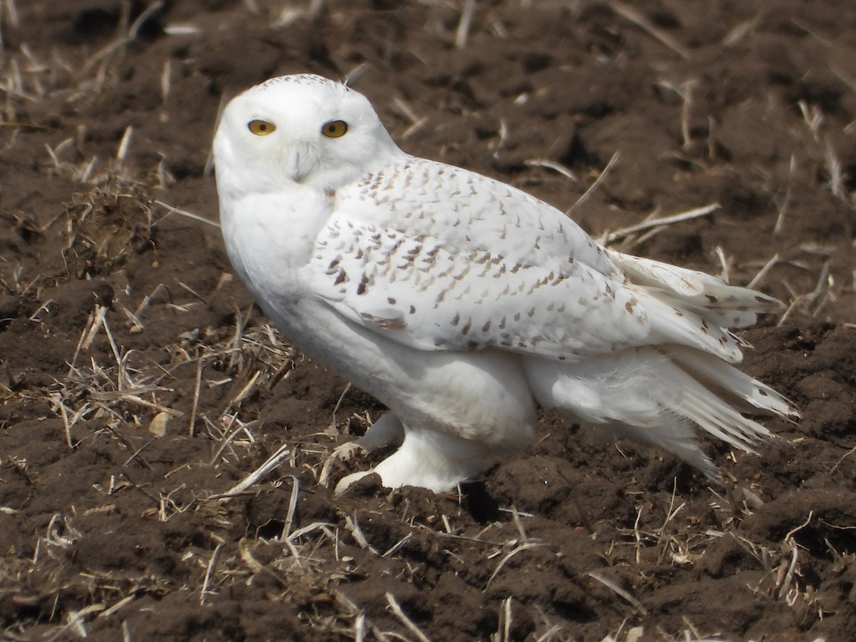 Snowy Owl - ML430697421