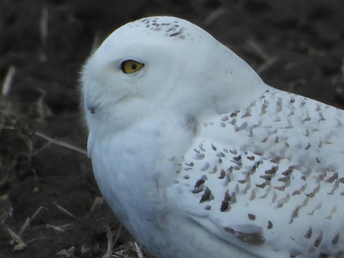 Snowy Owl - ML430697441