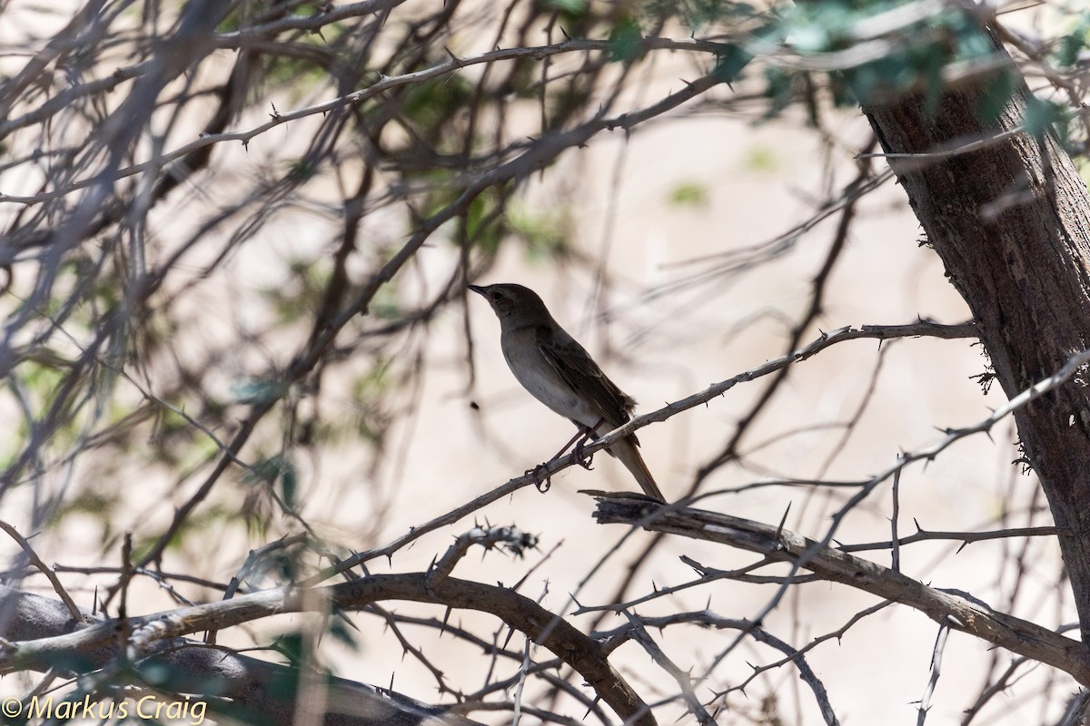 Thrush Nightingale - ML43070191