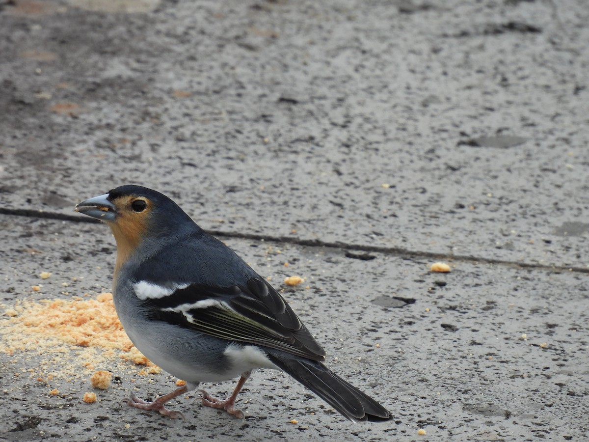 Canary Islands Chaffinch (La Palma) - ML430704111