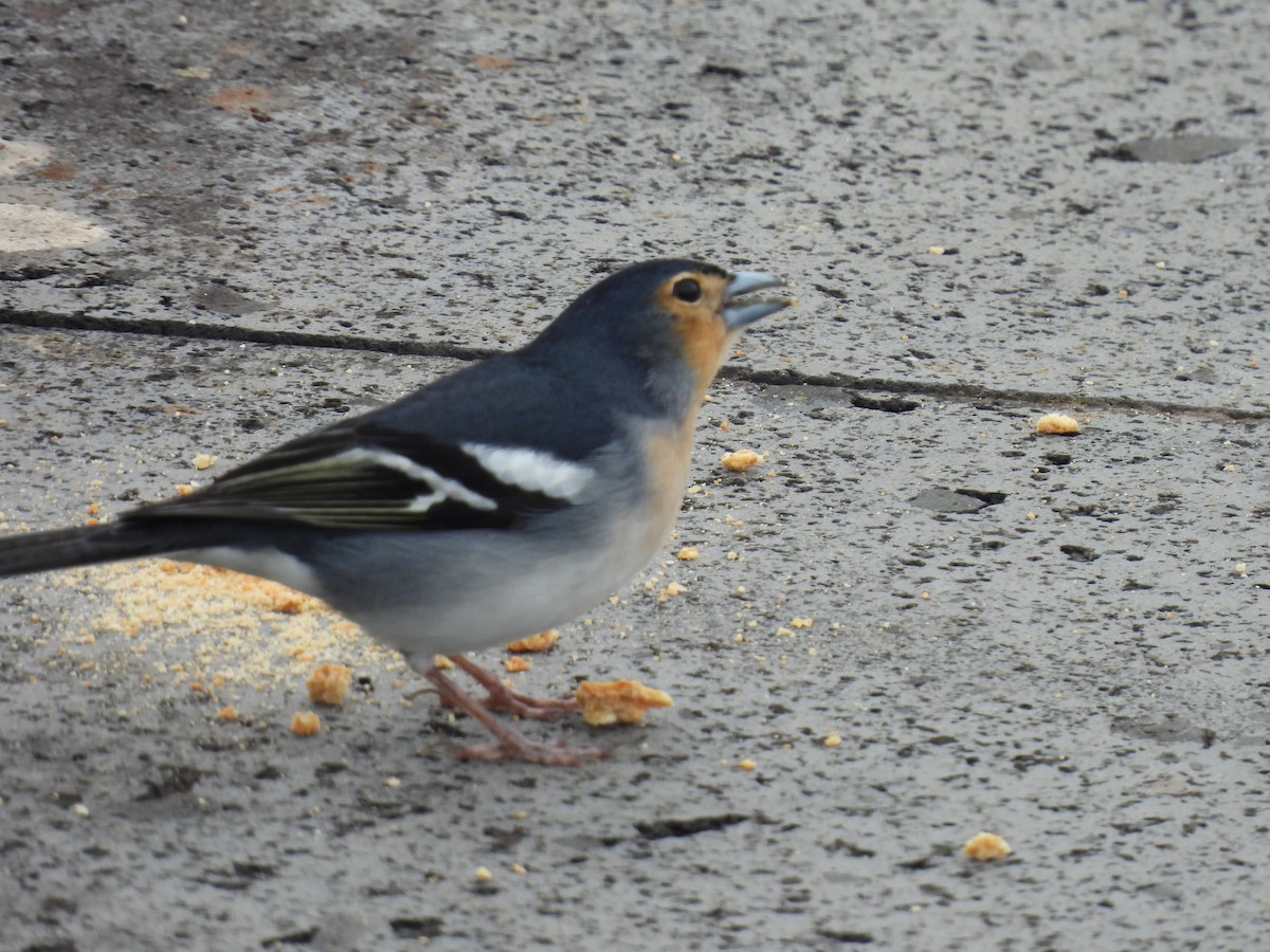 Canary Islands Chaffinch (La Palma) - ML430704141