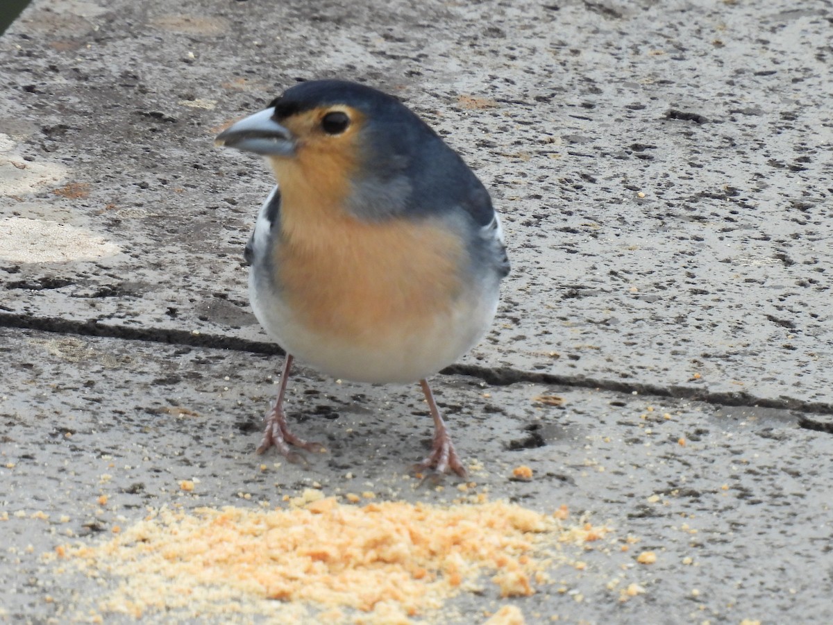 Canary Islands Chaffinch (La Palma) - ML430704151