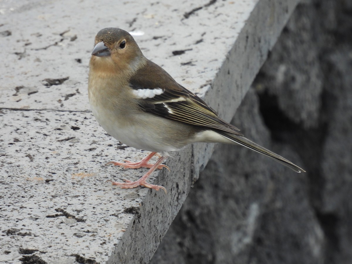 Canary Islands Chaffinch (La Palma) - ML430704161