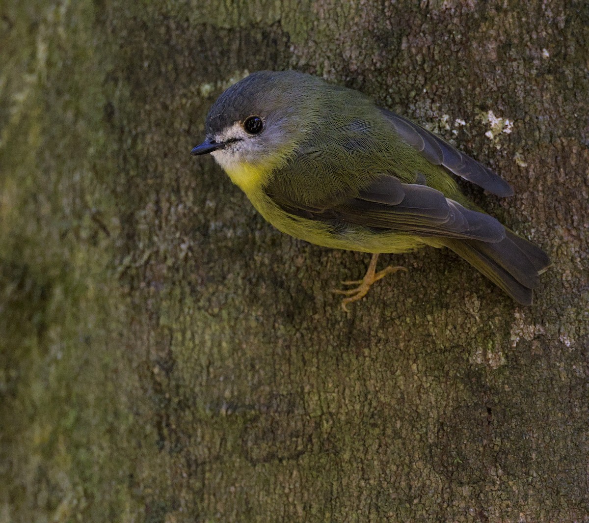 Pale-yellow Robin - ML430705501