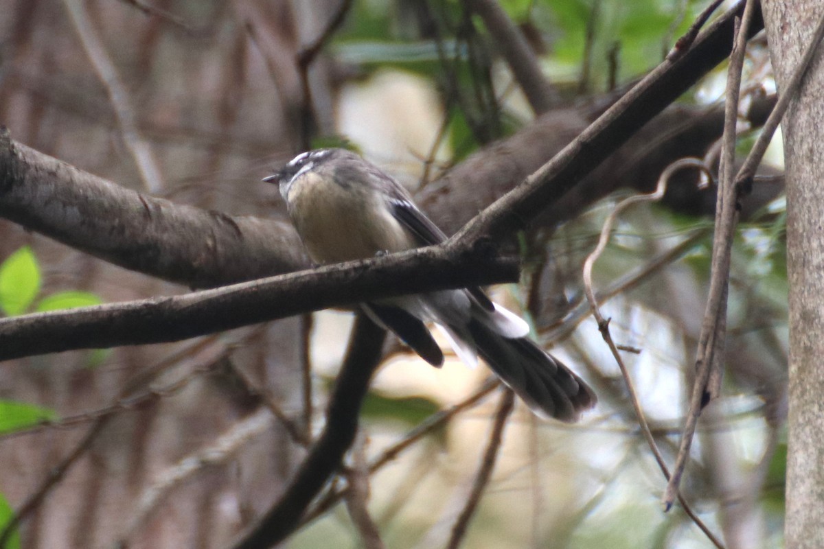 Gray Fantail (alisteri) - ML430708701