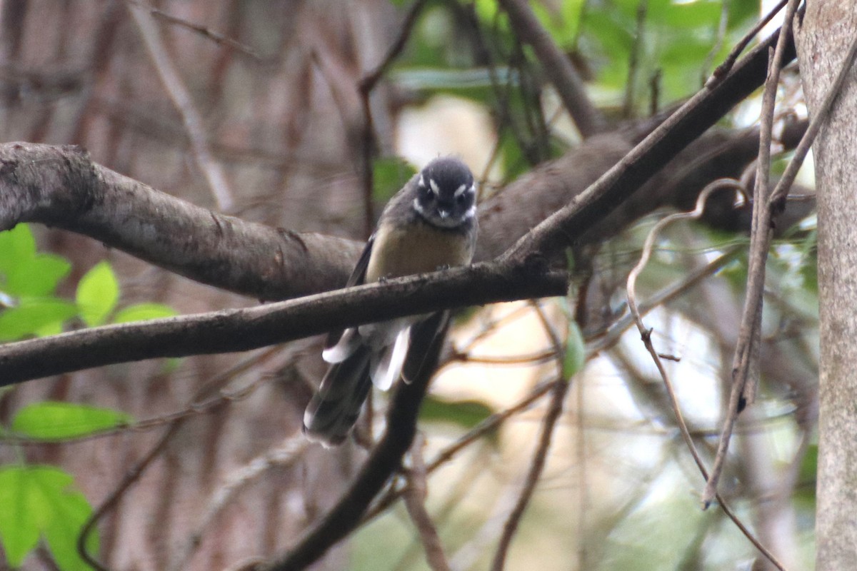 Gray Fantail (alisteri) - ML430708711