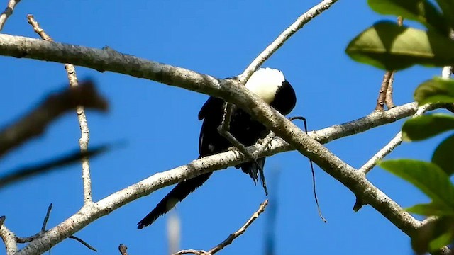 špaček bělokrký - ML430710871