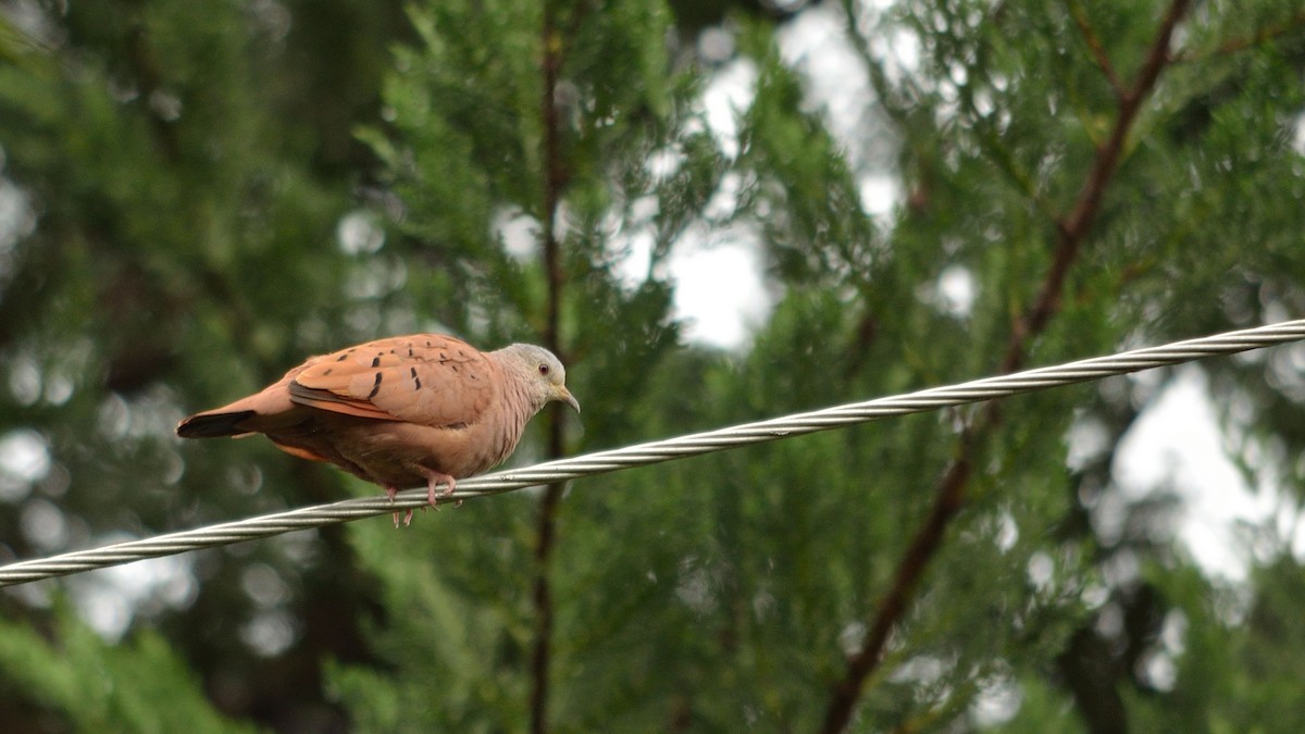 Ruddy Ground Dove - ML43071191