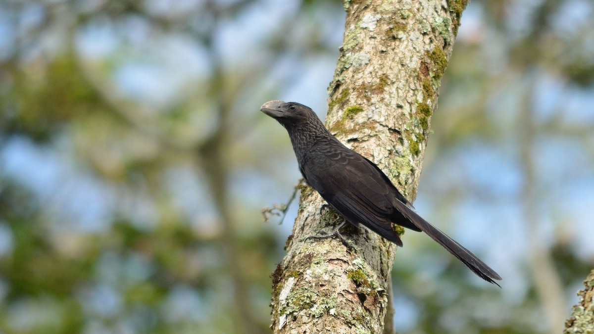 Smooth-billed Ani - ML43071211