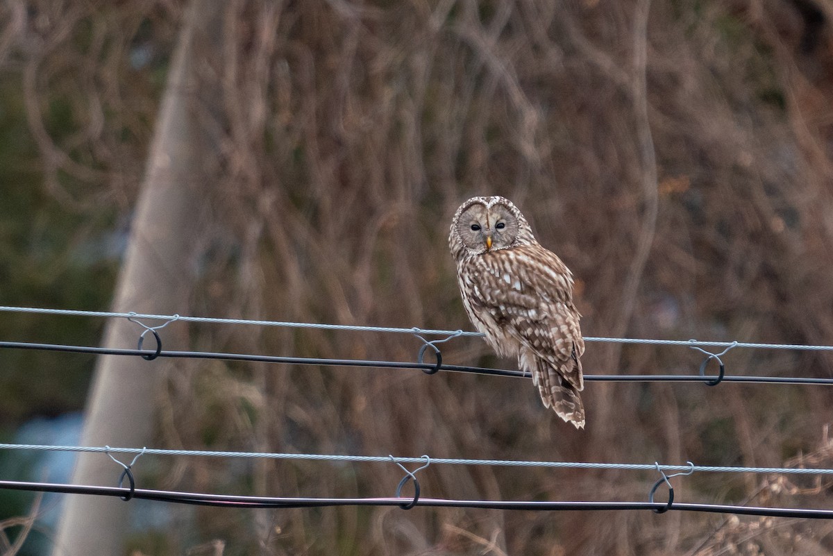 Ural Owl - ML430712471