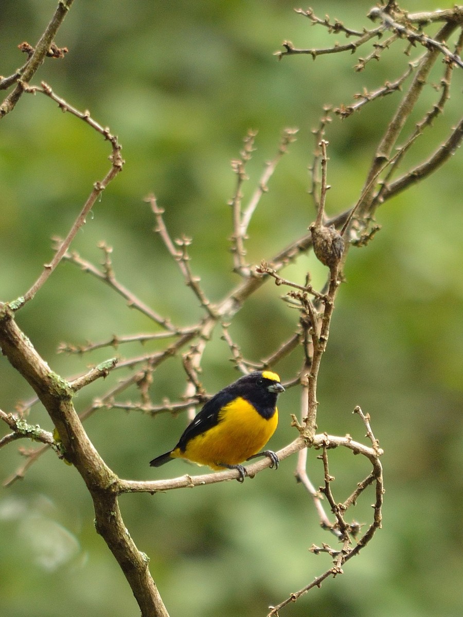 Velvet-fronted Euphonia - ML43071251