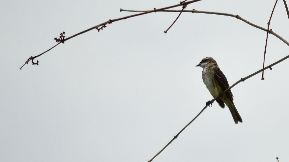 Piratic Flycatcher - ML43071261