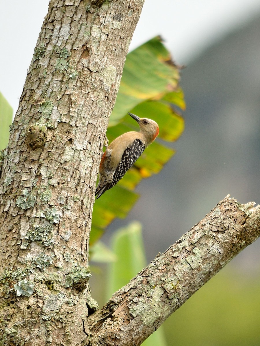Red-crowned Woodpecker - ML43071271
