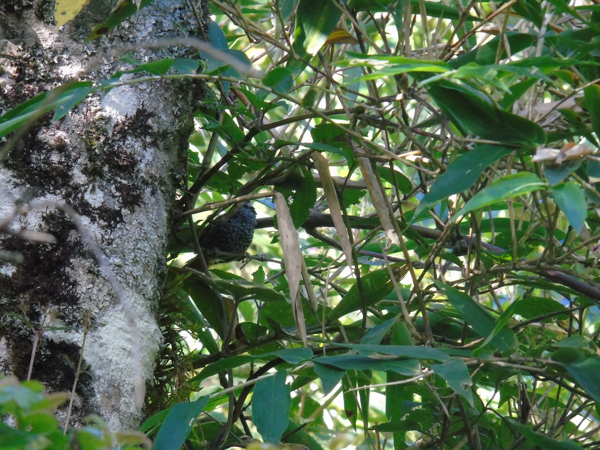 Rufous-tailed Antbird - ML430712711