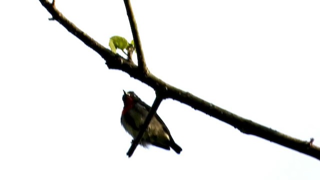 Dicée des Célèbes - ML430712911