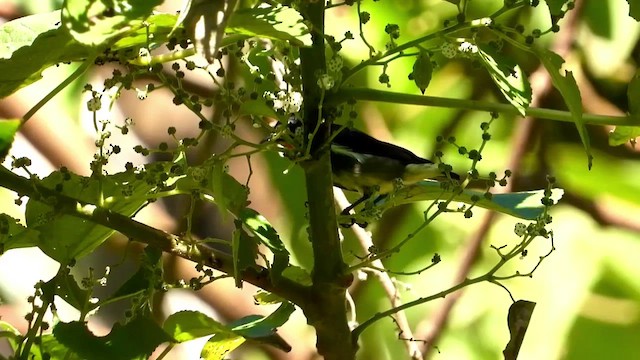 Gray-sided Flowerpecker - ML430712941