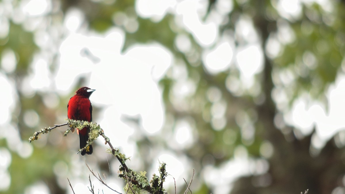 Crimson-backed Tanager - ML43071301