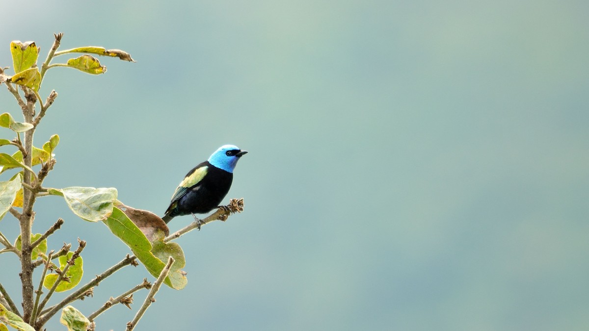 Blue-necked Tanager - ML43071351