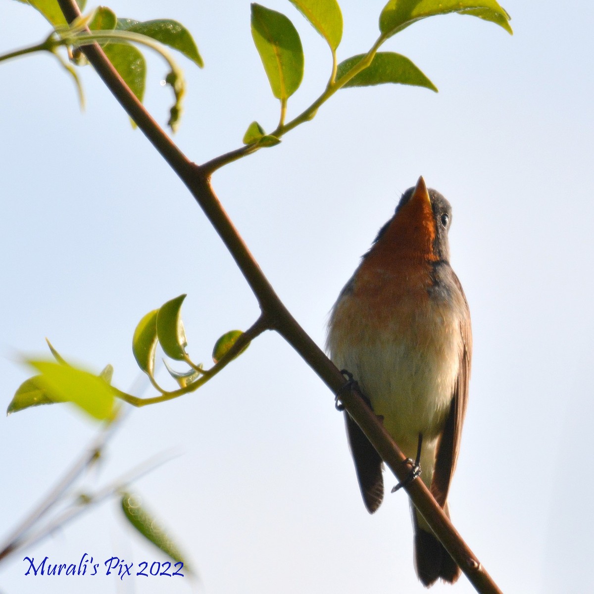 Kashmir Flycatcher - ML430713651