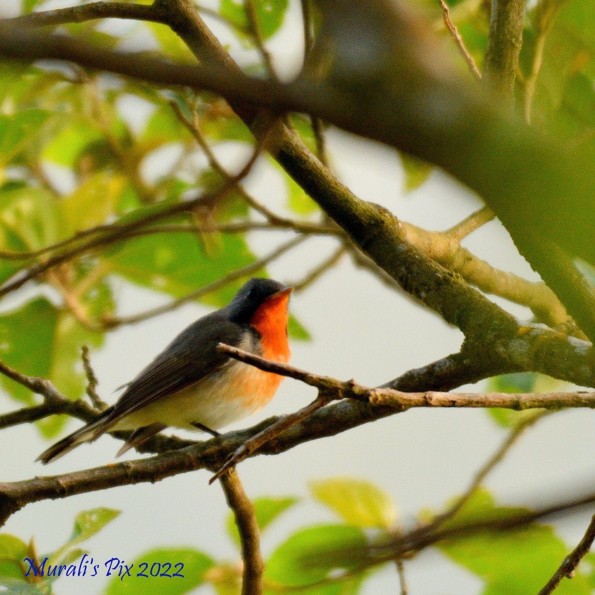 Kashmir Flycatcher - ML430713661