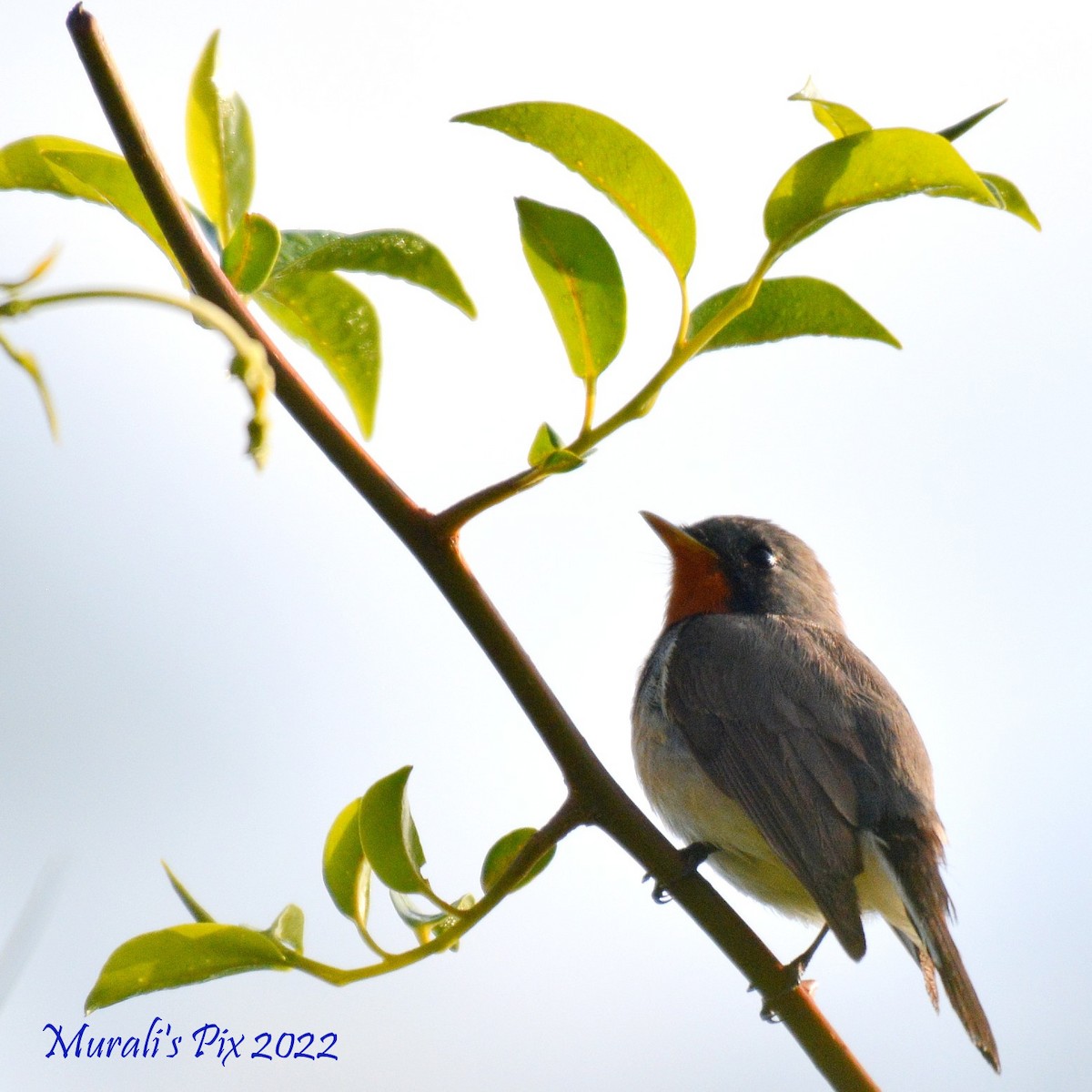 Kaşmir Sinekkapanı - ML430713671