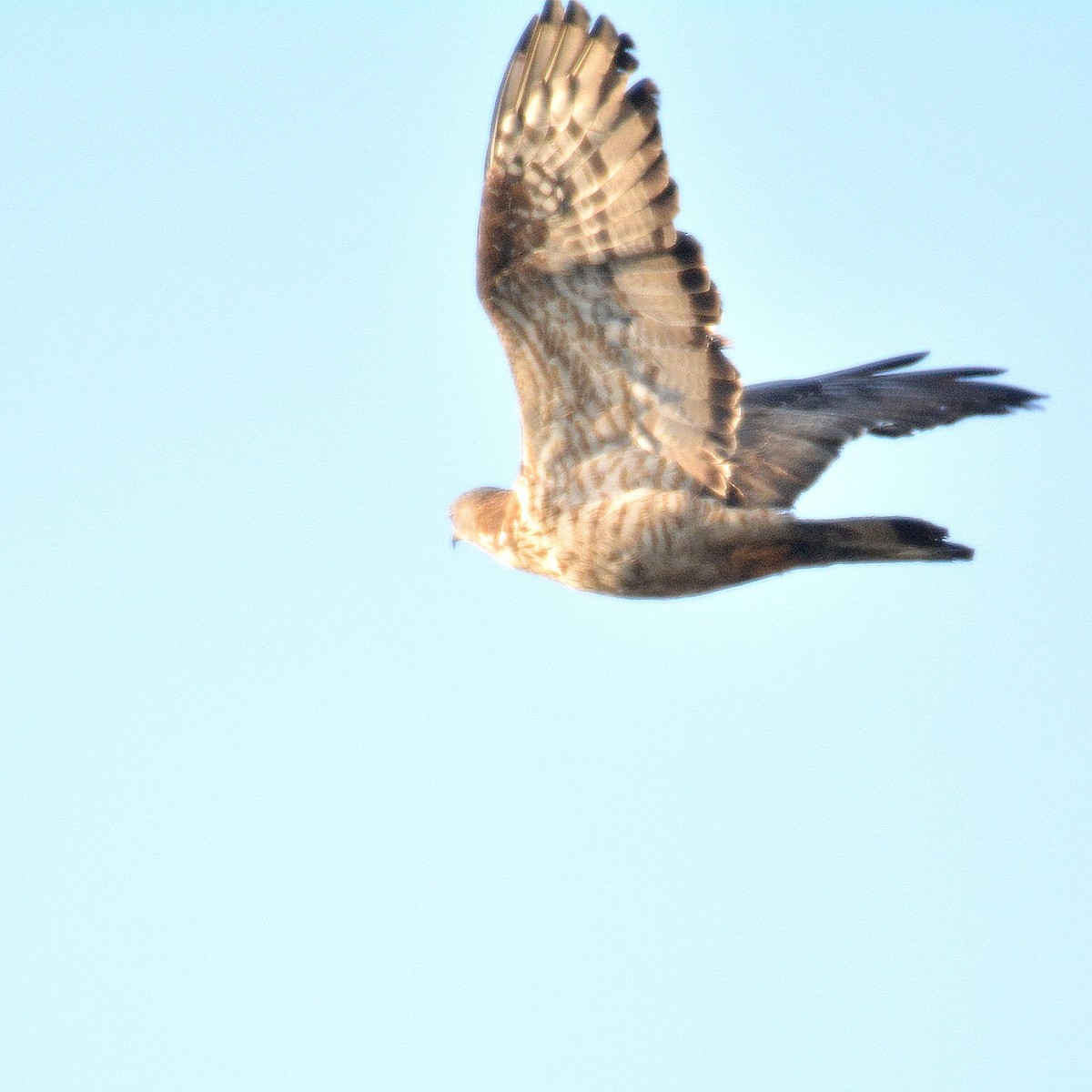 European Honey-buzzard - ML430713891