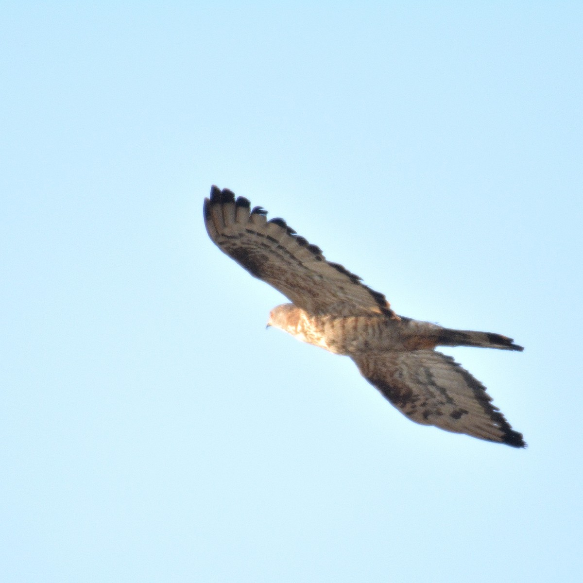 European Honey-buzzard - ML430713901