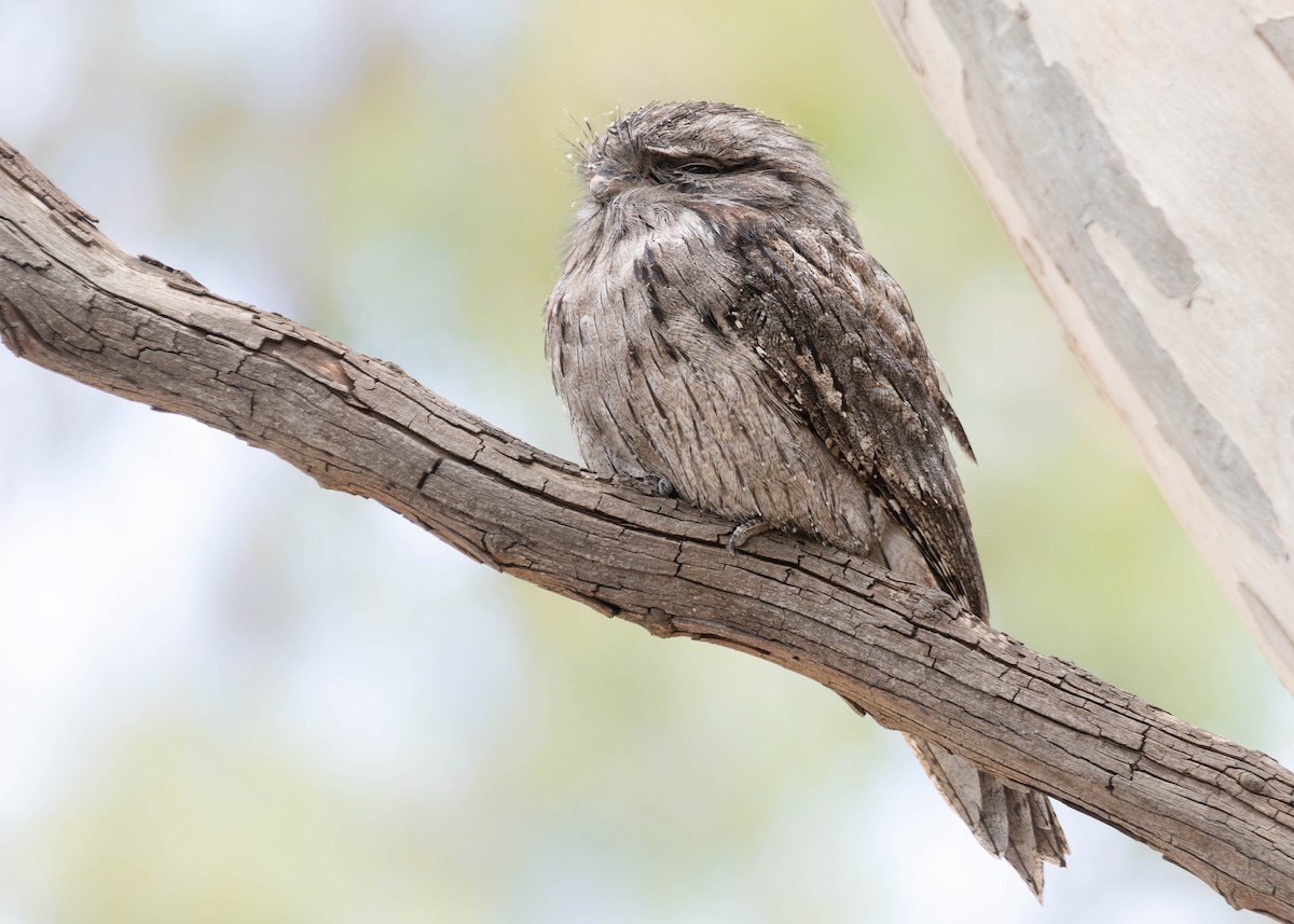 Tawny Frogmouth - ML430713931