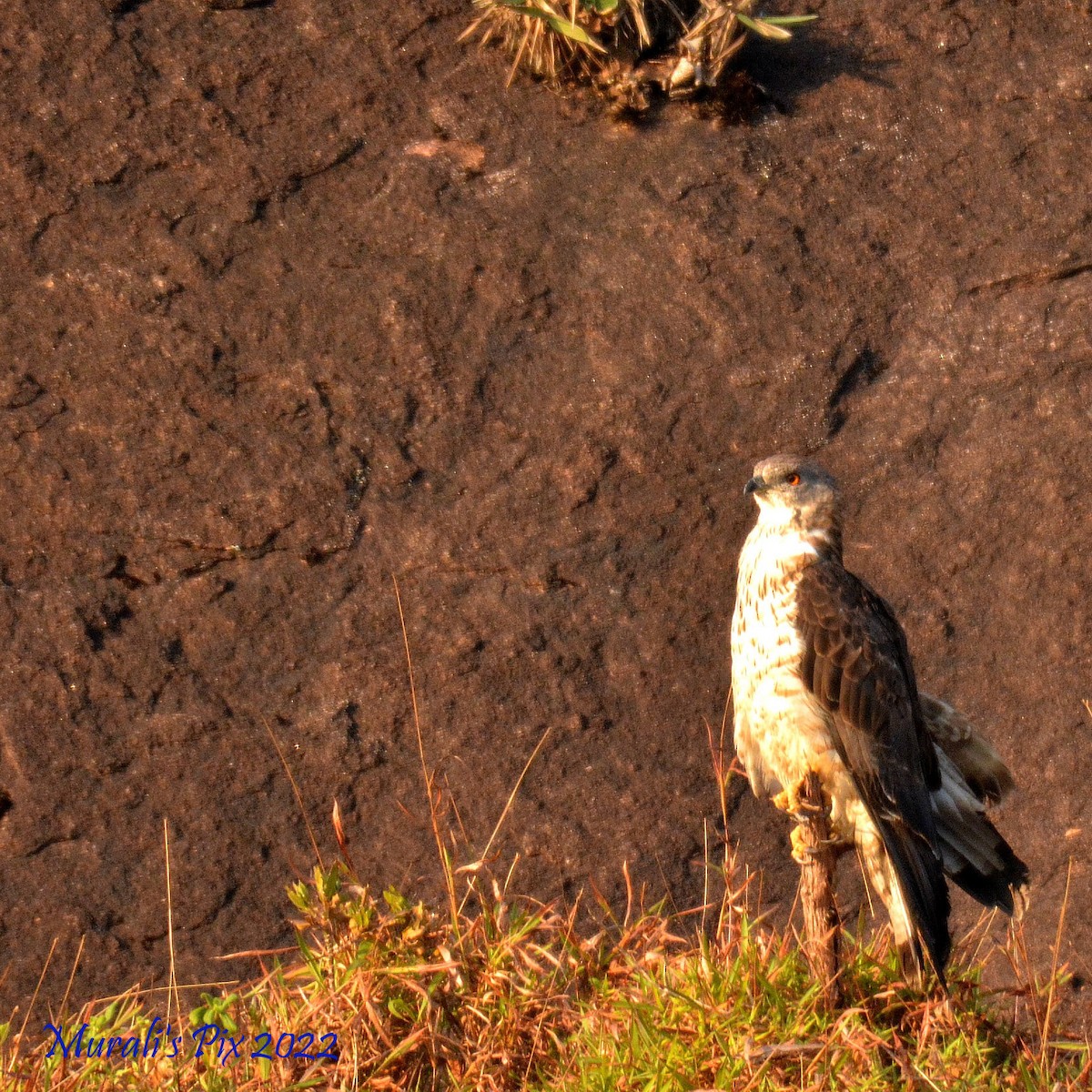 European Honey-buzzard - ML430713941