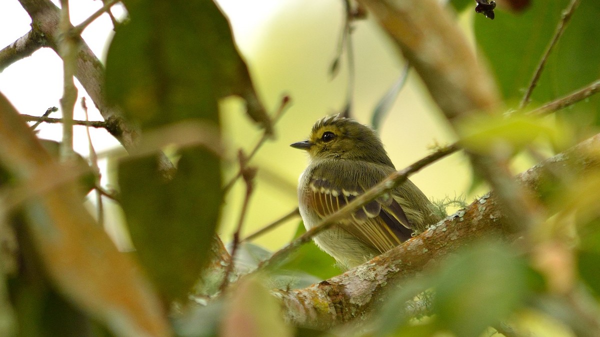 Golden-faced Tyrannulet - ML43071401