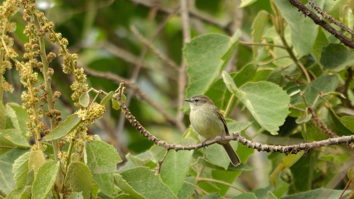 new world flycatcher sp. - ML43071441