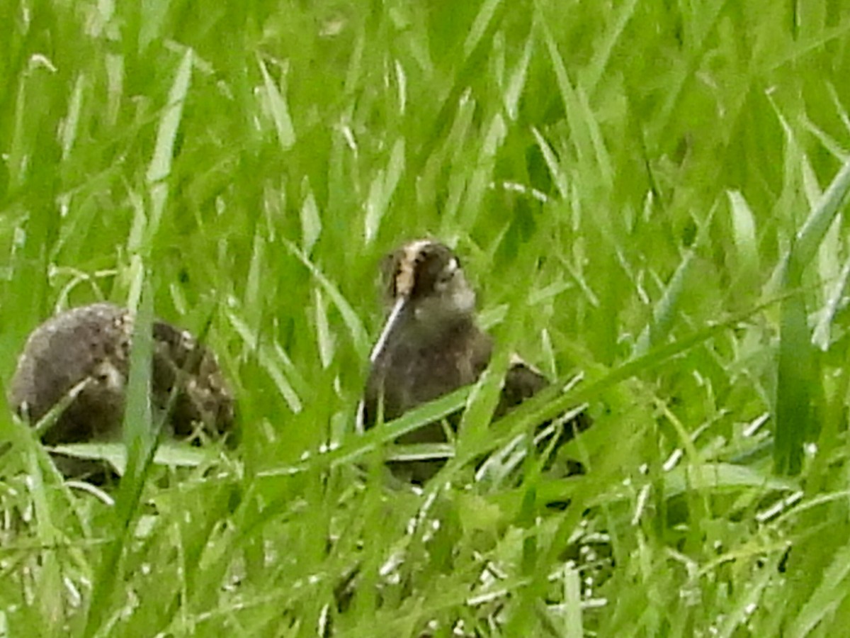 Greater Painted-Snipe - ML430714771