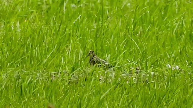 Greater Painted-Snipe - ML430714781