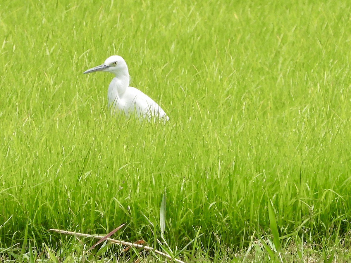 小白鷺 - ML430714821