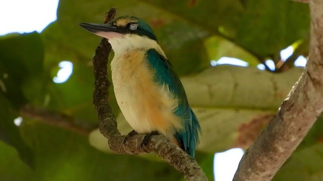 Sacred Kingfisher - ML430715261