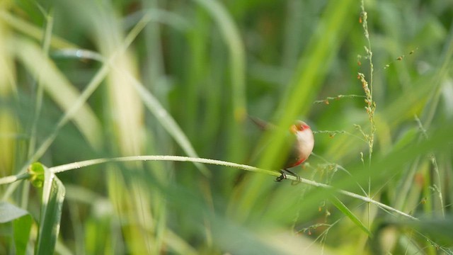 Common Waxbill - ML430715471