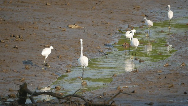 Aigrette garzette - ML430715821